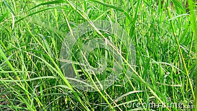 Cynodon dactylon doob dog`s tooth grass Stock Photo